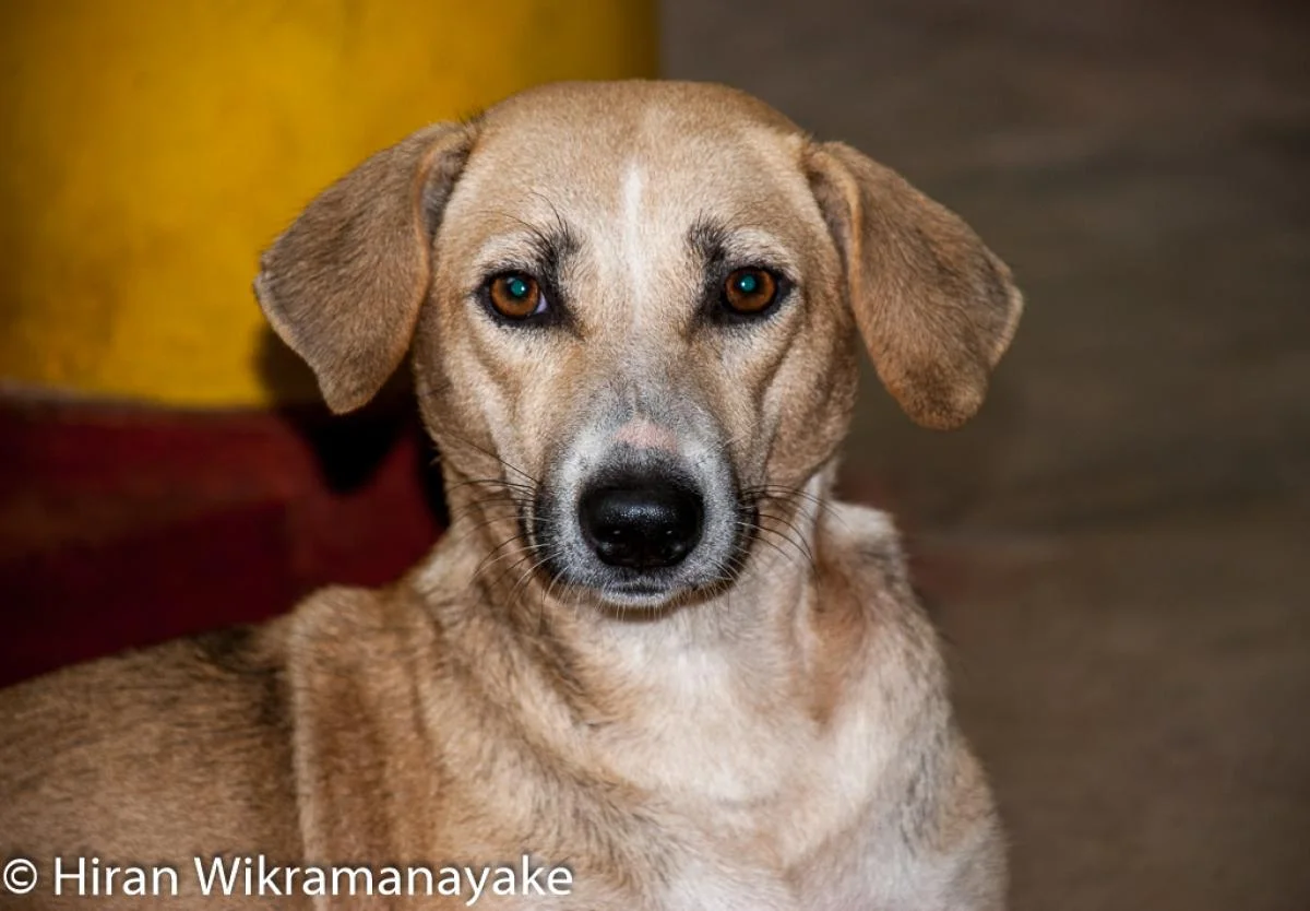 Pet Portrait Photography - Sri Lankan Photoshoot Gallery (7)