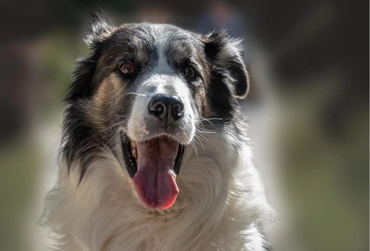 Pet Portrait Photography - Sri Lankan Photoshoot Gallery (1)