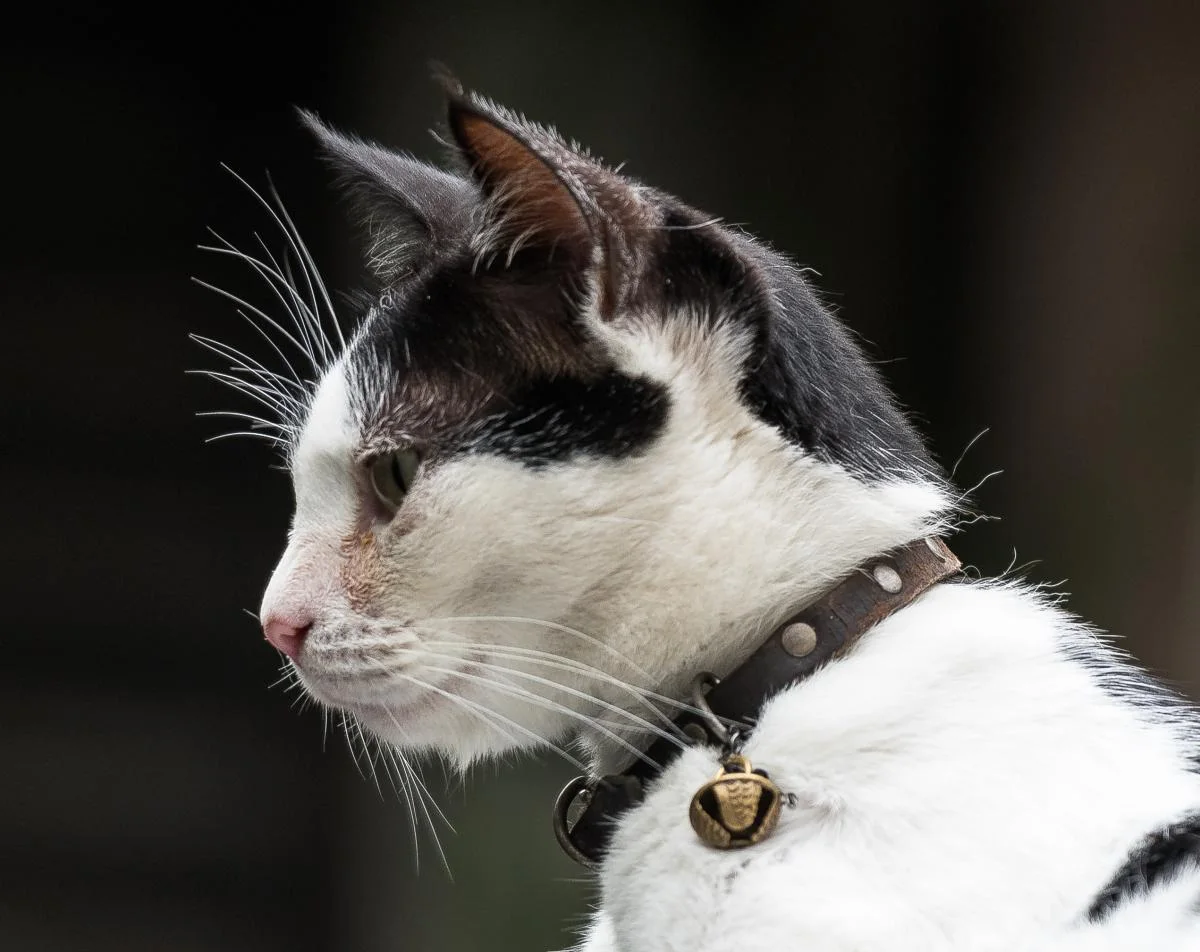 Pet Portrait Photography - Sri Lankan Photoshoot Gallery (2)
