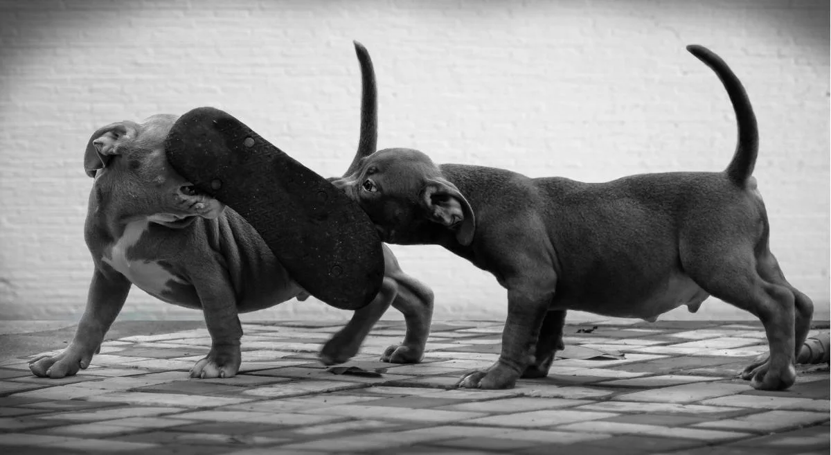 Pet Portrait Photography - Sri Lankan Photoshoot Gallery (4)