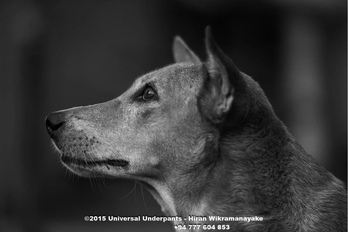 Pet Portrait Photography - Sri Lankan Photoshoot Gallery (5)