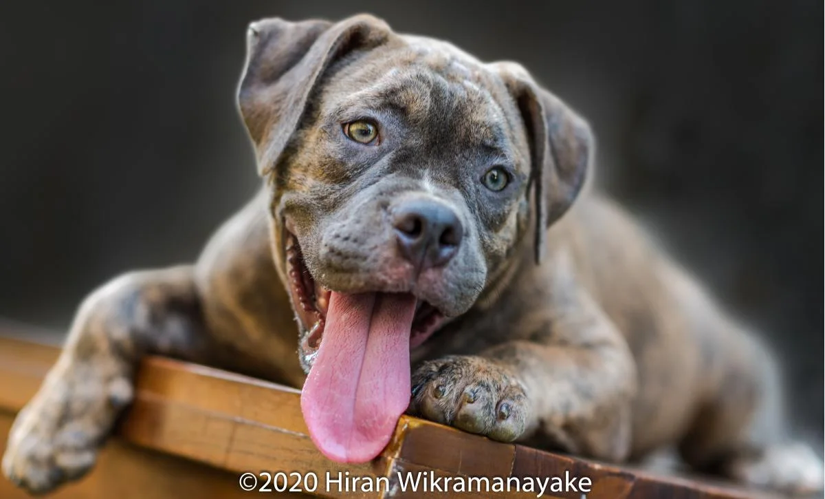 Pet Portrait Photography - Sri Lankan Photoshoot Gallery (6)